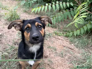 Meticcio cani Rufus cerca urgentemente casa - Annuncio 3
