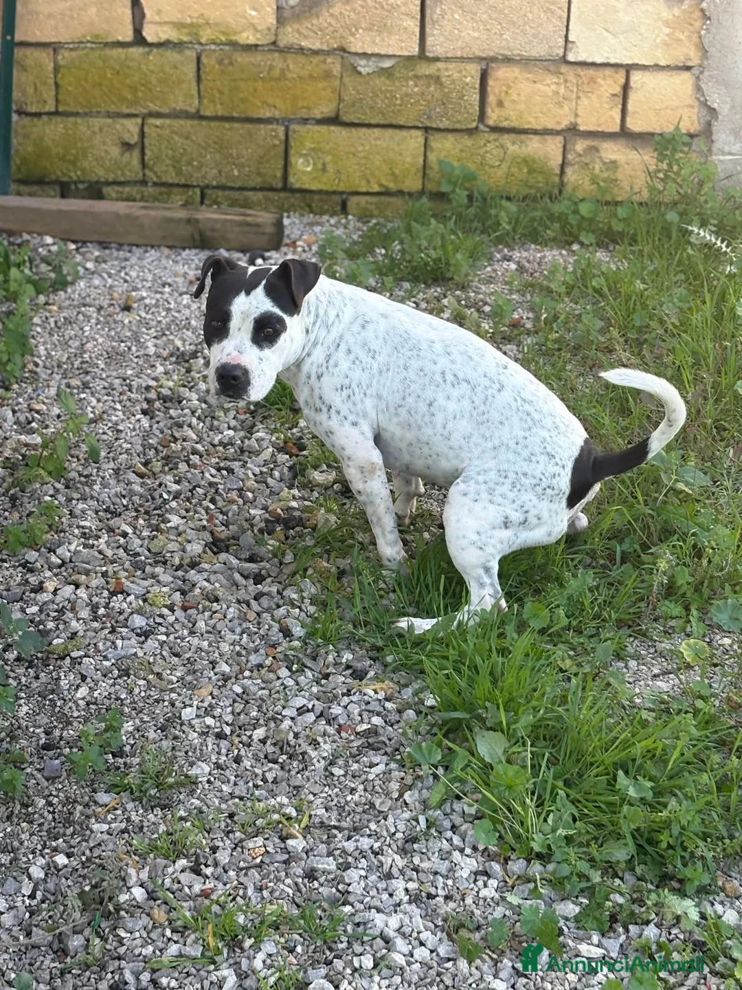 Altre razze cani in regalo: Desy solo 2 anni, mollossina taglia contenuta  - Annuncio 8