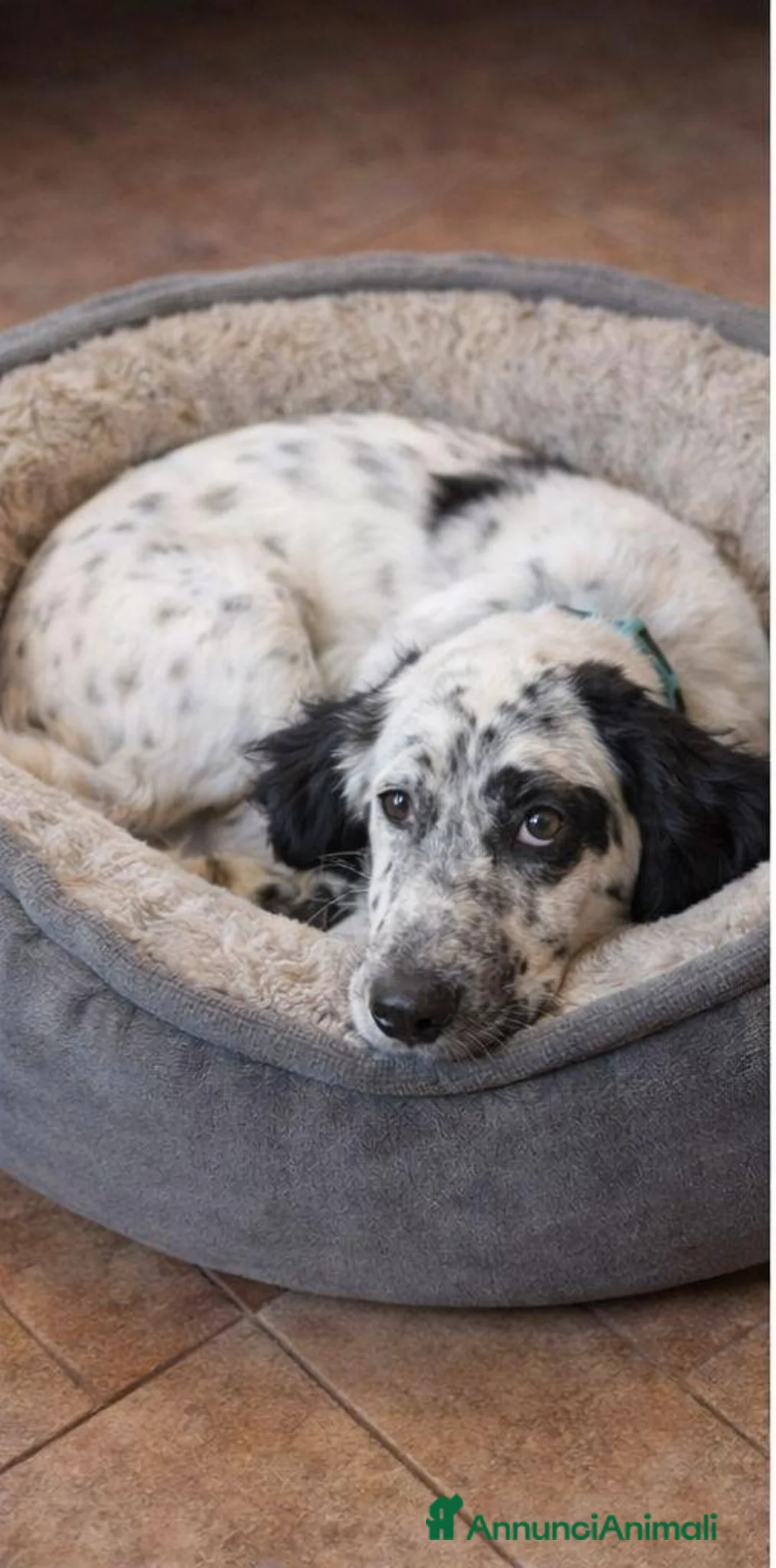 Setter Inglese cani in regalo: CASPER dolcissimo setter - Annuncio 5