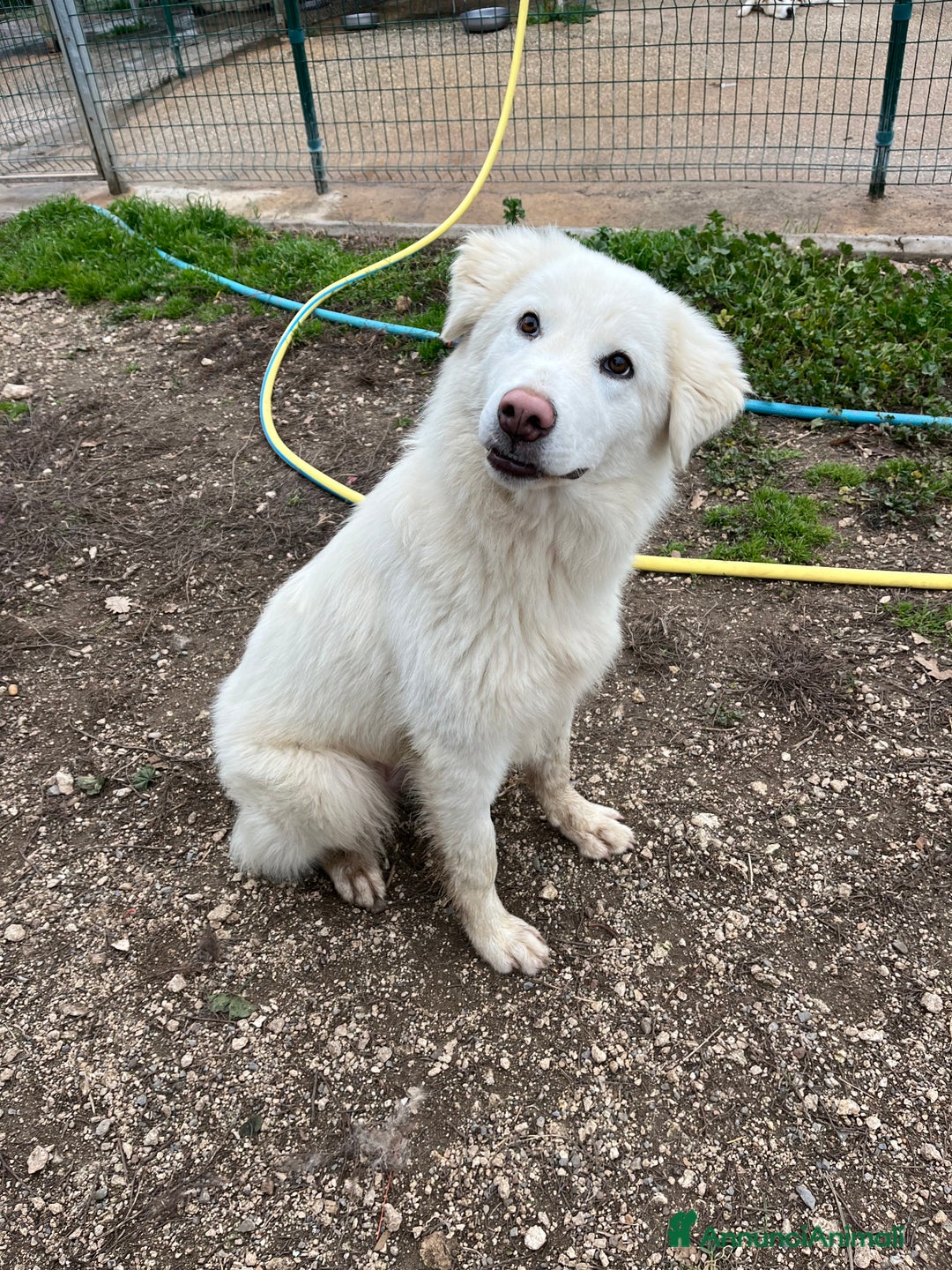Pastore Maremmano cani in regalo: Cucciola sette mesi - Annuncio 9