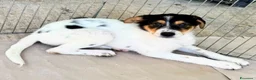 Meticcio cani in regalo: Sissy a Città Metropolitana di Firenze - Annuncio 4