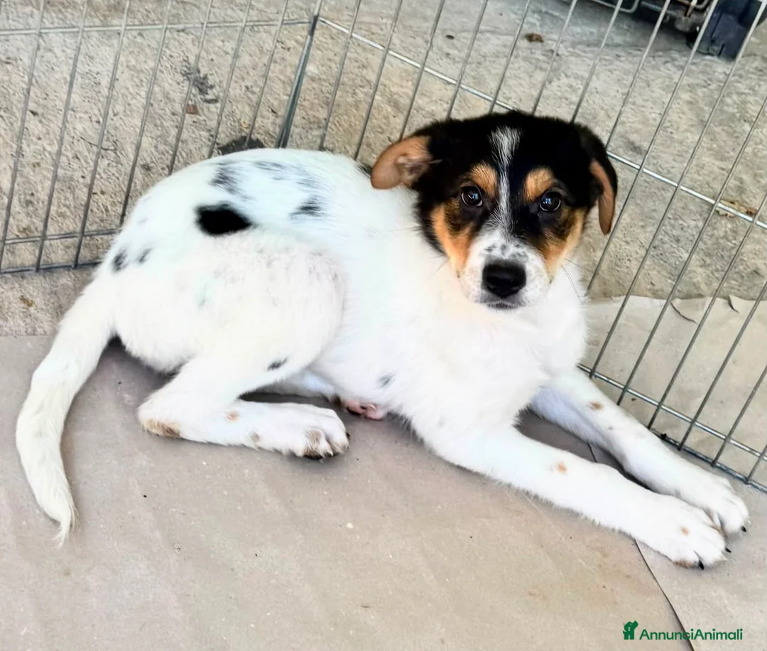 Meticcio cani in regalo: Sissy a Città Metropolitana di Firenze - Annuncio 4