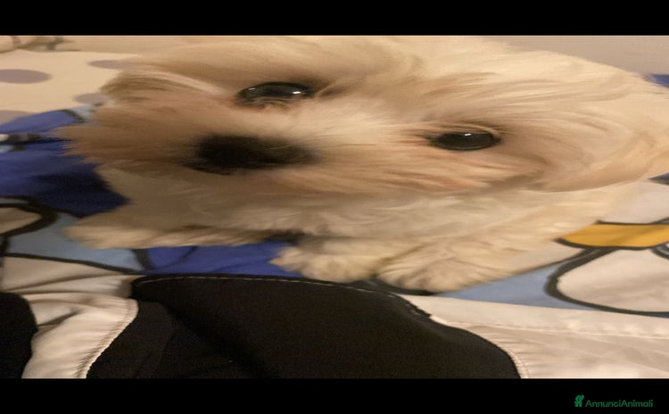 Maltese cani - Annuncio 16