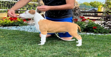 American Staffordshire cani a Città Metropolitana di Torino - Annuncio 2