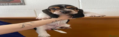 Bassethound Cucciolo 3