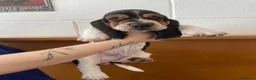Bassethound cani in vendita: Cucciolata Bassethound  a Città metropolitana di Milano - Annuncio 19