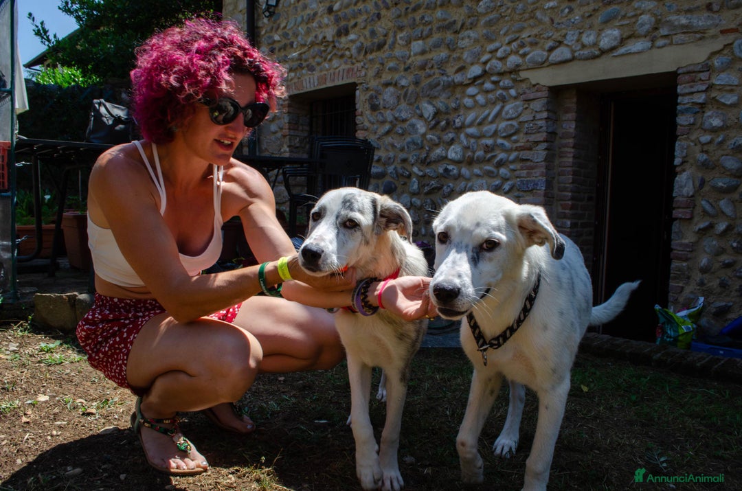 Altre razze cani in regalo: LINK e MAIL, 6 MESI, (01/01/25) a Provincia di Bergamo - Immagine 13