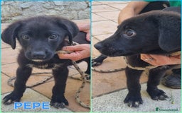 Meticcio cani in regalo: UNA MAMMA PER PEPE a Provincia di Varese - Immagine 3