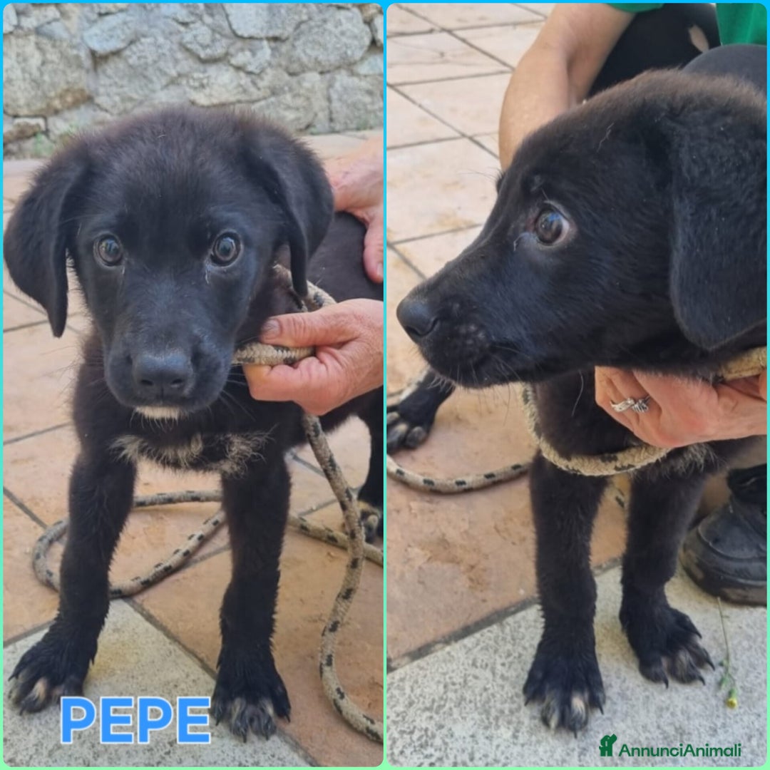 Meticcio cani in regalo: UNA MAMMA PER PEPE a Provincia di Varese - Immagine 3