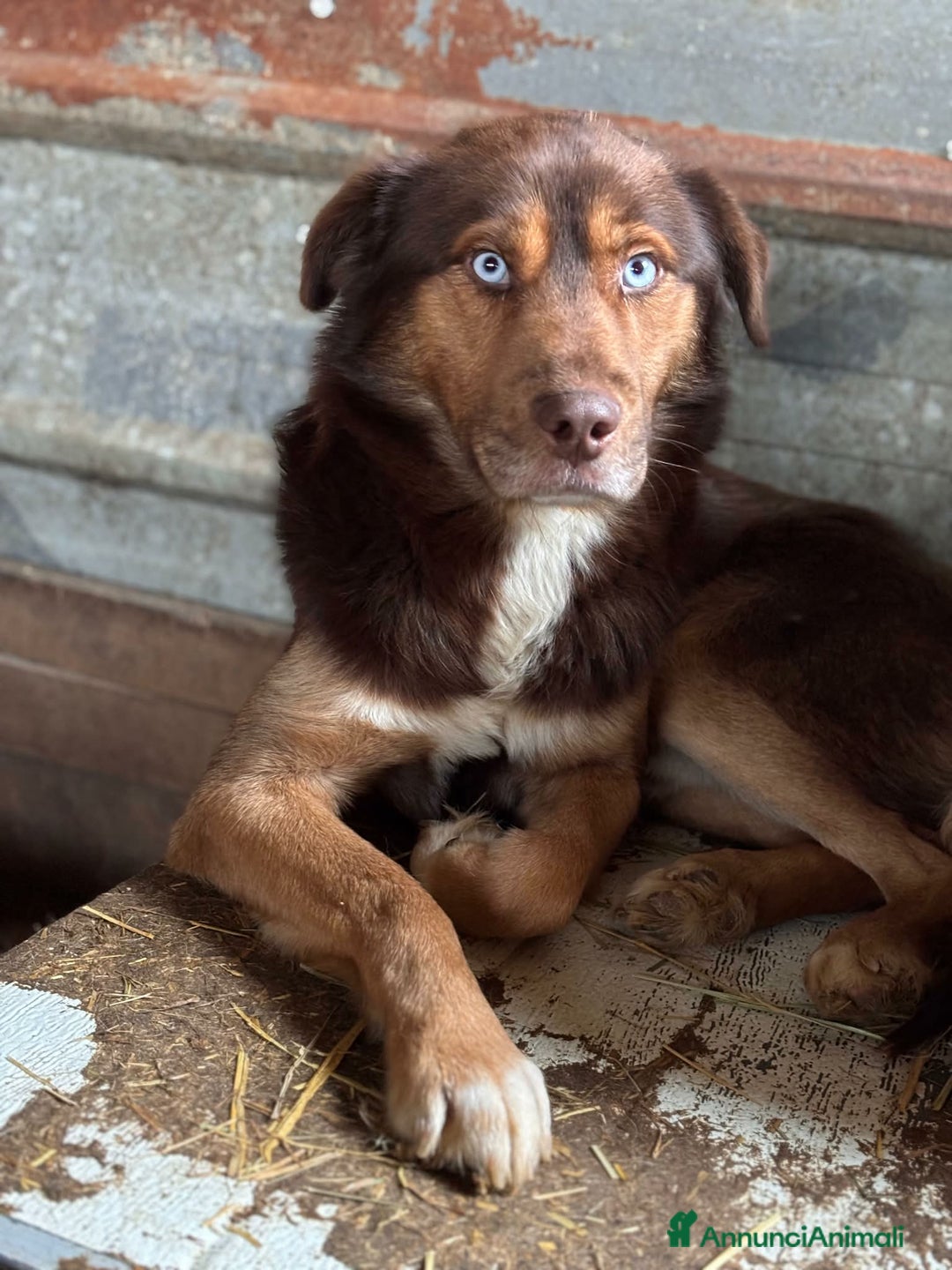 Meticcio cani in regalo: AURON, dagli occhi più belli del mondo! - Annuncio 8