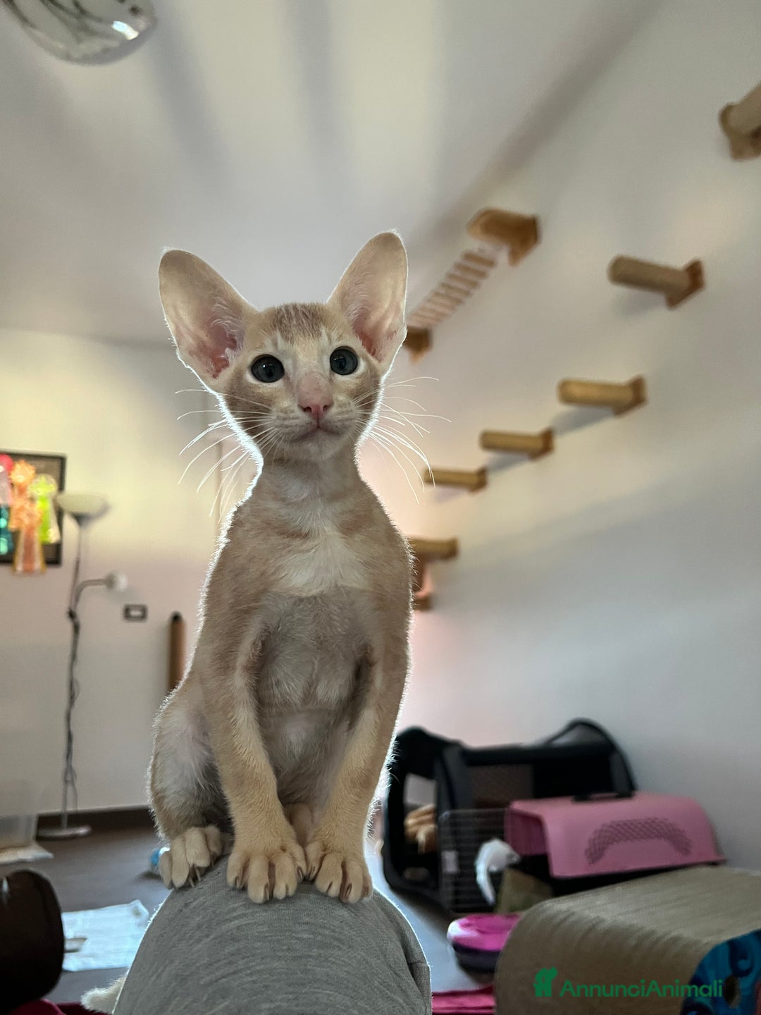 Siamese gatti in vendita: Gatti Orientali - Annuncio 7