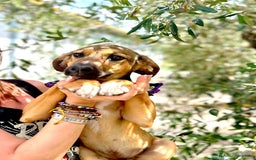 Meticcio cani in regalo: 8 cuccioli da salvare, 4 mesi: Gohan, Goku, ... a Provincia di Bergamo - Immagine 10
