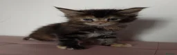 Maine Coon gatti in vendita: Bellissima cucciola Maine coon  - Annuncio 4