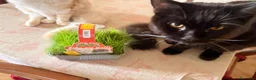 Maine Coon gatti in vendita: Cuccioli di maine coon, uno red e uno black. - Annuncio 3