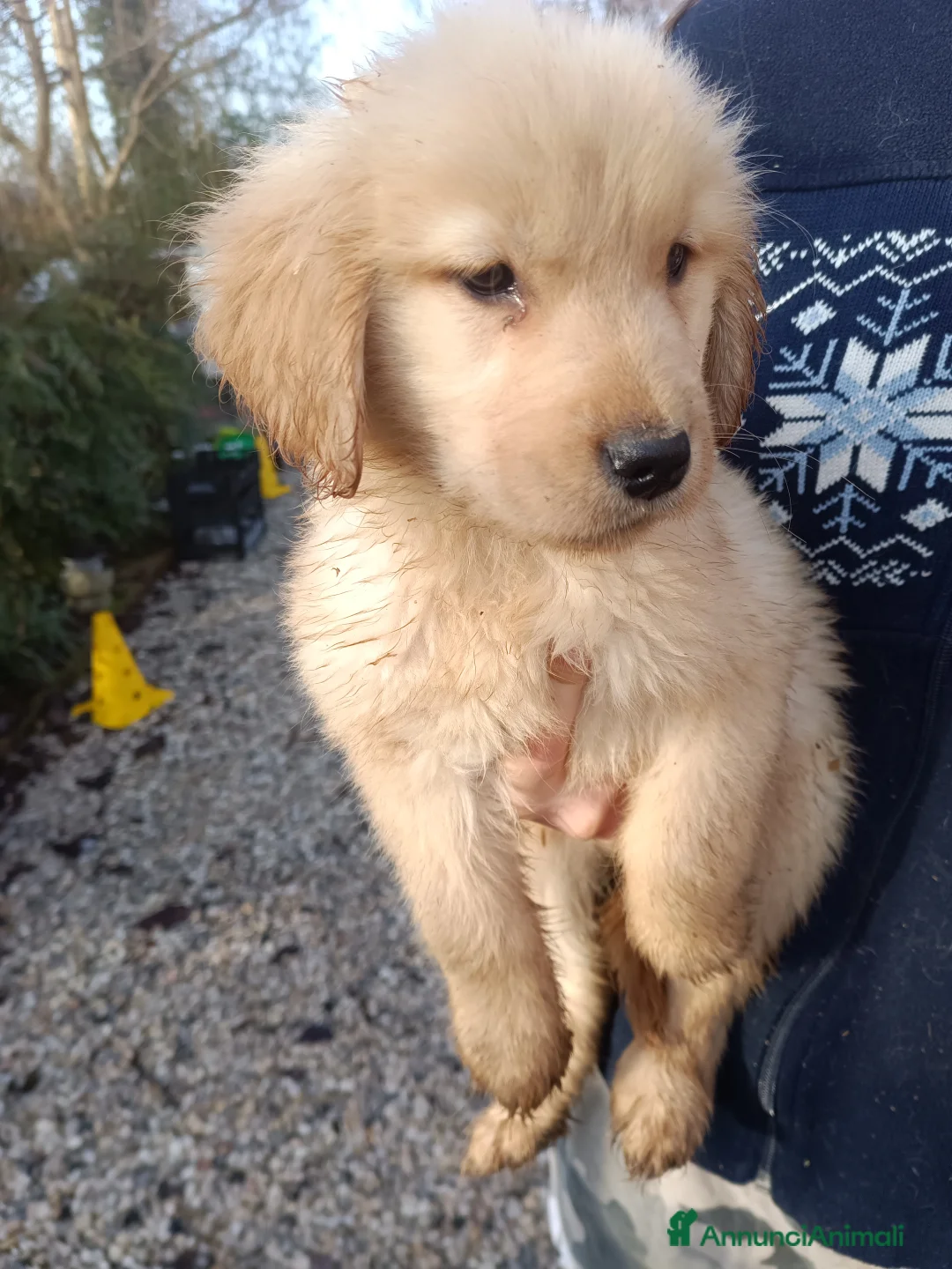 Golden Retriever cani in vendita: Golden retriever femmine  - Annuncio 5