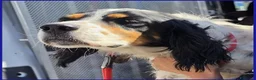 Setter Inglese cani in regalo: TEOBALDO, SIMIL SETTER 4 ANNI, UN SIGNORE DI ALTRI - Annuncio 2