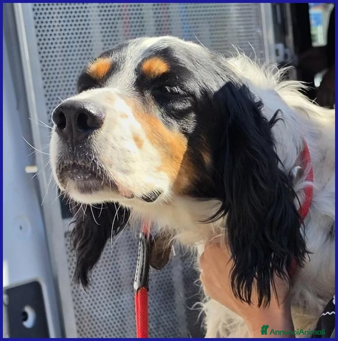 Setter Inglese cani in regalo: TEOBALDO, SIMIL SETTER 4 ANNI, UN SIGNORE DI ALTRI - Annuncio 2
