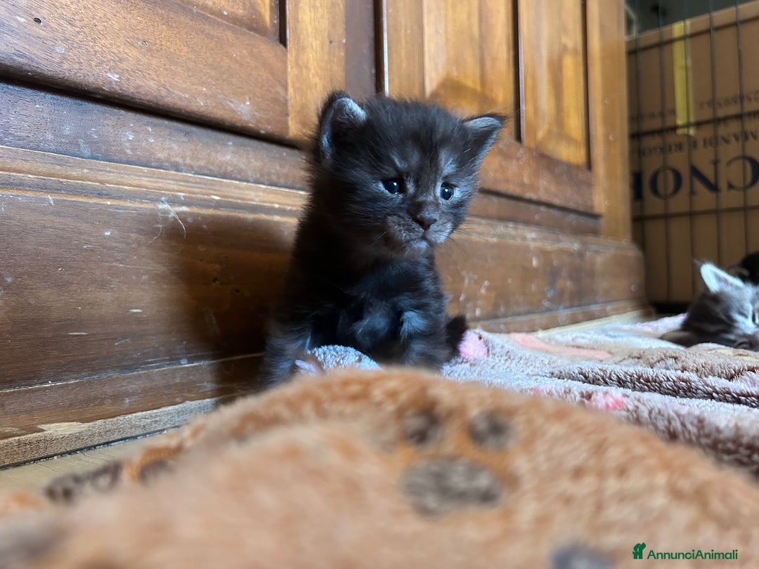 Maine Coon gatti in vendita: Maine Coon cuccioli pedigree ANFI a Provincia di Modena - Immagine 6