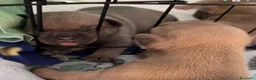 Bulldog Francese cani in vendita: Cuccioli bulldog francese  a Provincia di Latina - Annuncio 20