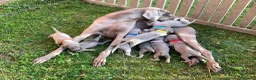 Weimaraner cani in vendita: Ultimi tre Maschietti di Weimaraner - Annuncio 4