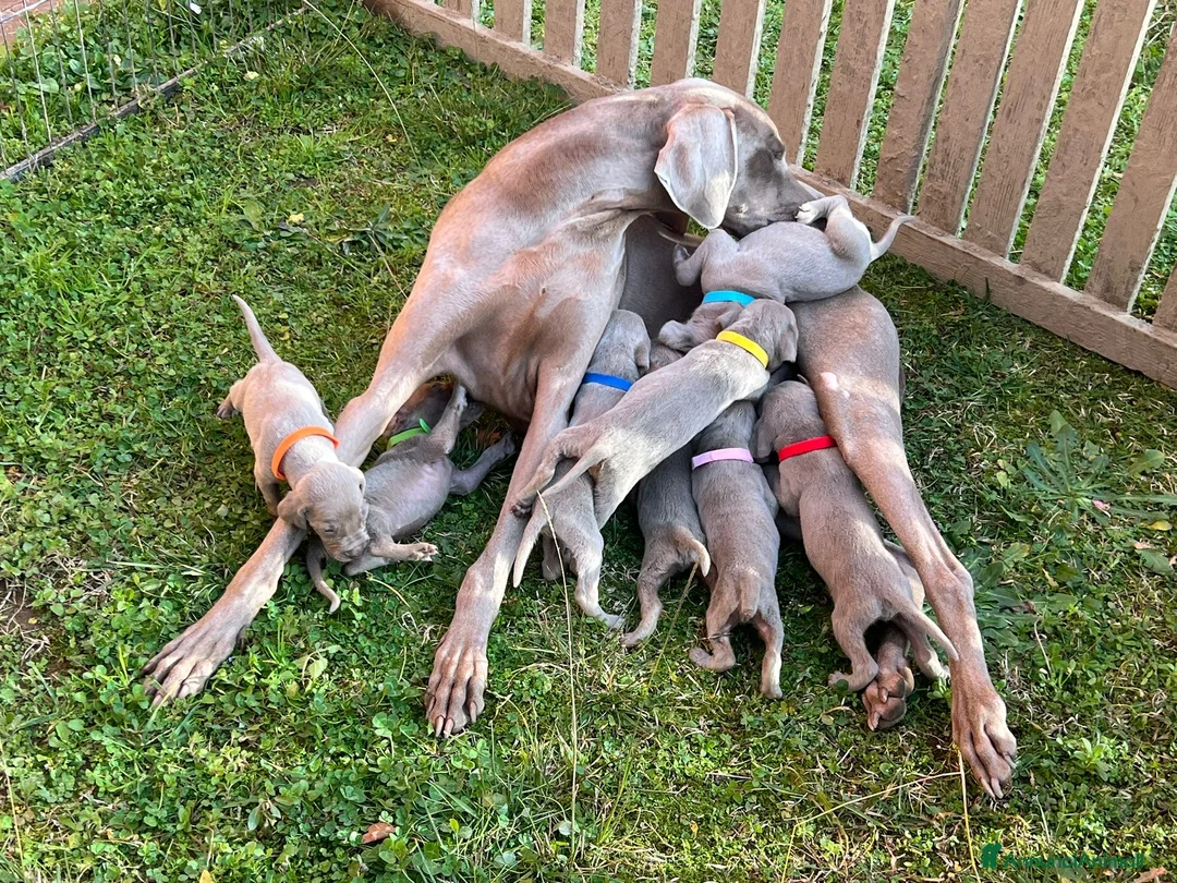 Weimaraner cani in vendita: Ultimi tre Maschietti di Weimaraner - Annuncio 4