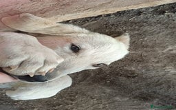 Meticcio cani in regalo:  AKI  - Immagine 9