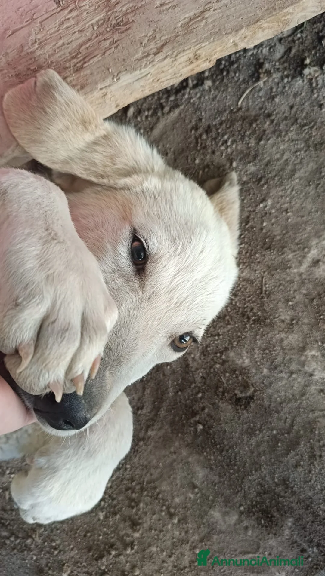 Meticcio cani in regalo:  AKI  - Annuncio 9