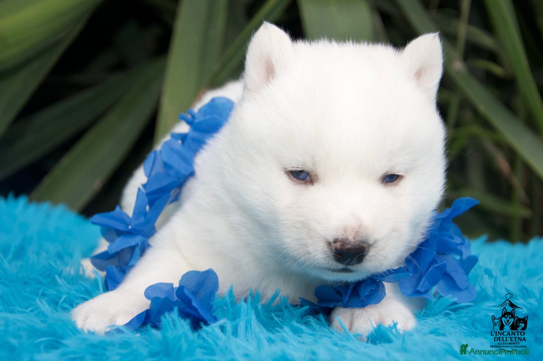 Husky cani in vendita: Siberian Husky cuccioli total white linea russa - Annuncio 5