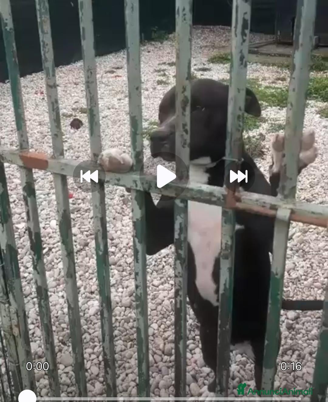 Pitbull cani Nala Pitbull 6anni IN RECINTO H24 SOLA! MANTOVA - Annuncio 7