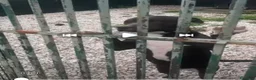 Pitbull cani in regalo: Nala Pitbull 6anni IN RECINTO H24 SOLA! MANTOVA - Annuncio 1