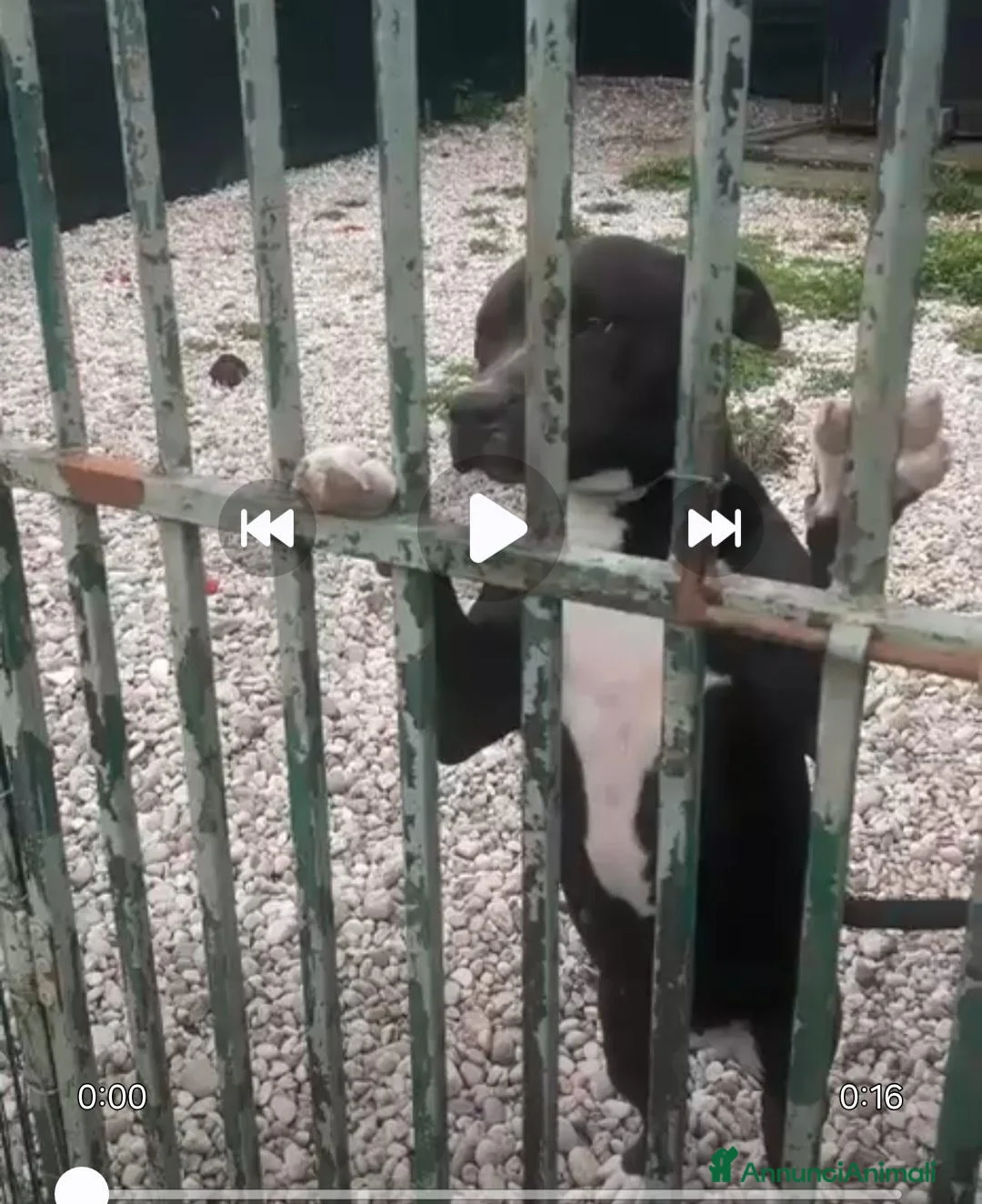 Pitbull cani in regalo: Nala Pitbull 6anni IN RECINTO H24 SOLA! MANTOVA - Annuncio 1