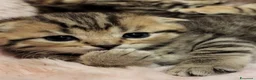 British gatti in vendita: Gattini british - Annuncio 8