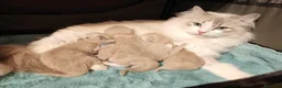 Ragdoll gatti in vendita: Ragdoll cuccioli - Annuncio 5