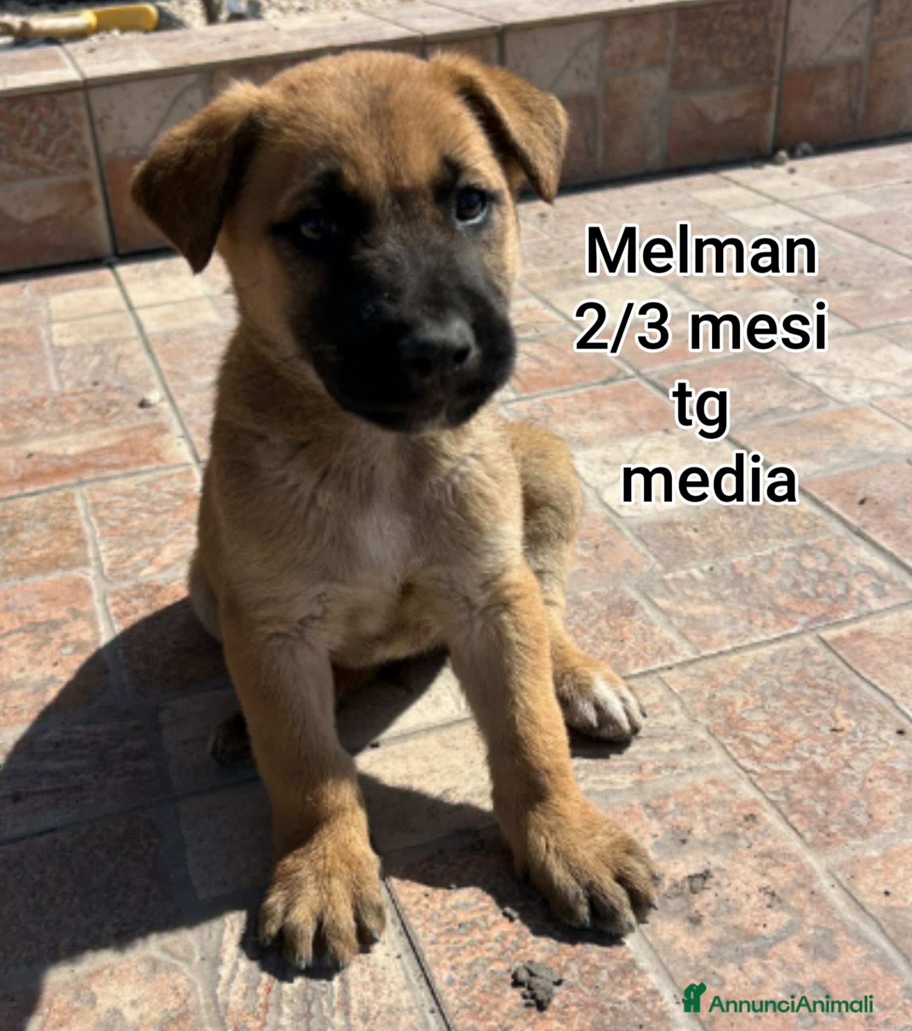 Meticcio cani CUCCIOLI ESCLUSI E SOLI - Annuncio 19