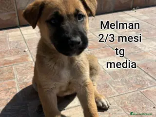 Meticcio cani CUCCIOLI ESCLUSI E SOLI - Annuncio 26