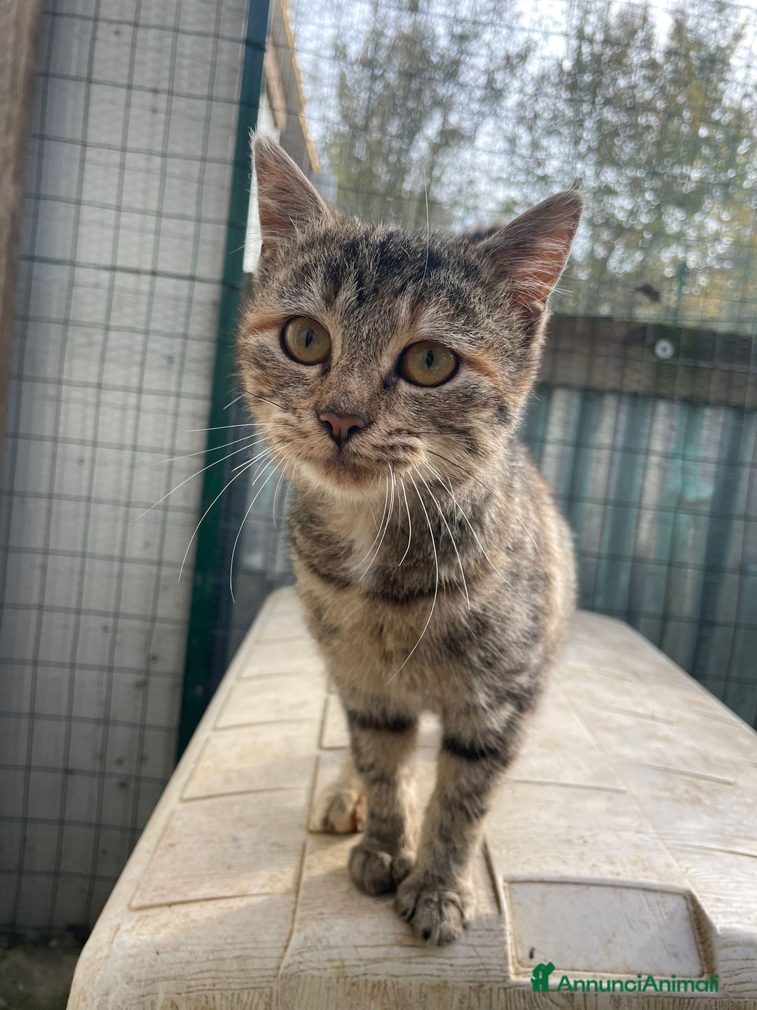 Burmese gatti in regalo: TIGRA - Annuncio 2