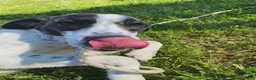 Meticcio cani in regalo: Fatima, cucciola strepitosa cera famiglia - Annuncio 8