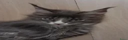 Maine Coon gatti in vendita: Femmina Maine coon con occhi impari - Annuncio 6