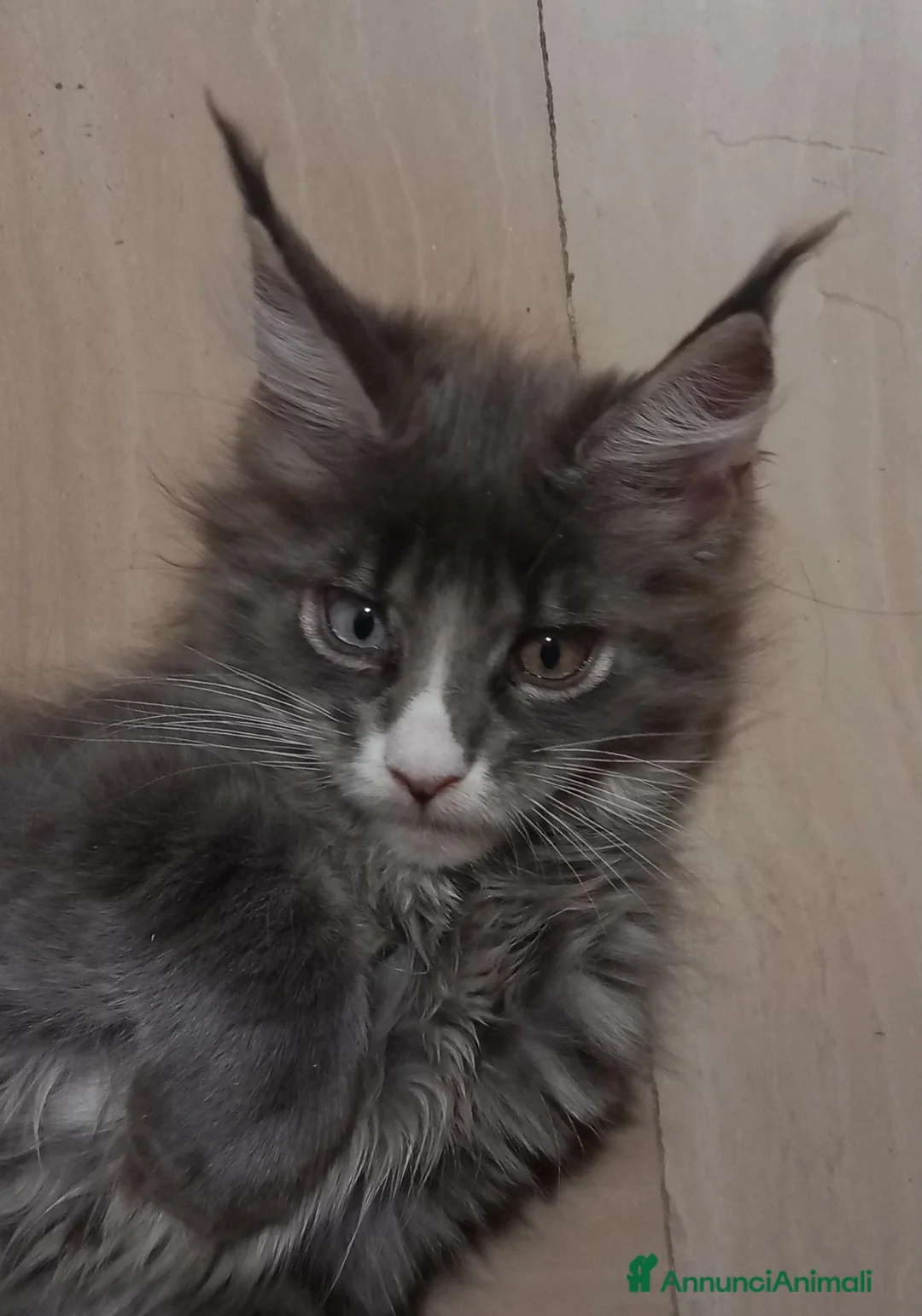 Maine Coon gatti in vendita: Femmina Maine coon con occhi impari - Annuncio 6