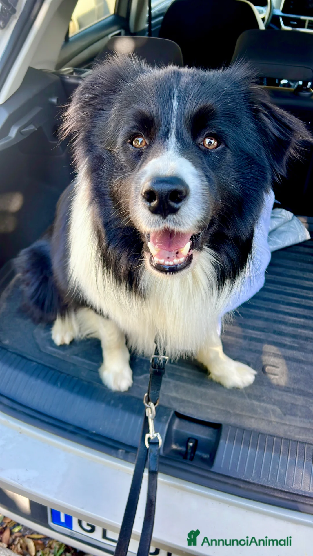 Border Collie cani per accoppiamento: Border Collie maschio per monta con pedigree a Provincia di Brescia - Annuncio 2