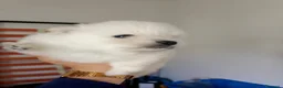 Volpino Pomerania cani in vendita: Volpino Pomerania  - Annuncio 2