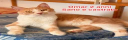 Europeo gatti in regalo: GATTINI BISOGNOSI IN CERCA D'AMORE  a Città Metropolitana di Bologna - Annuncio 8