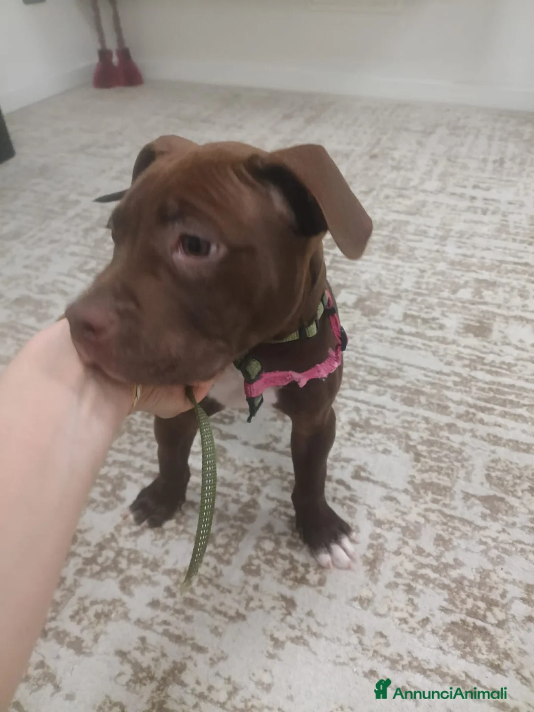 Pitbull cani in vendita: American Pitbull terrier  a Provincia di Piacenza - Annuncio 6