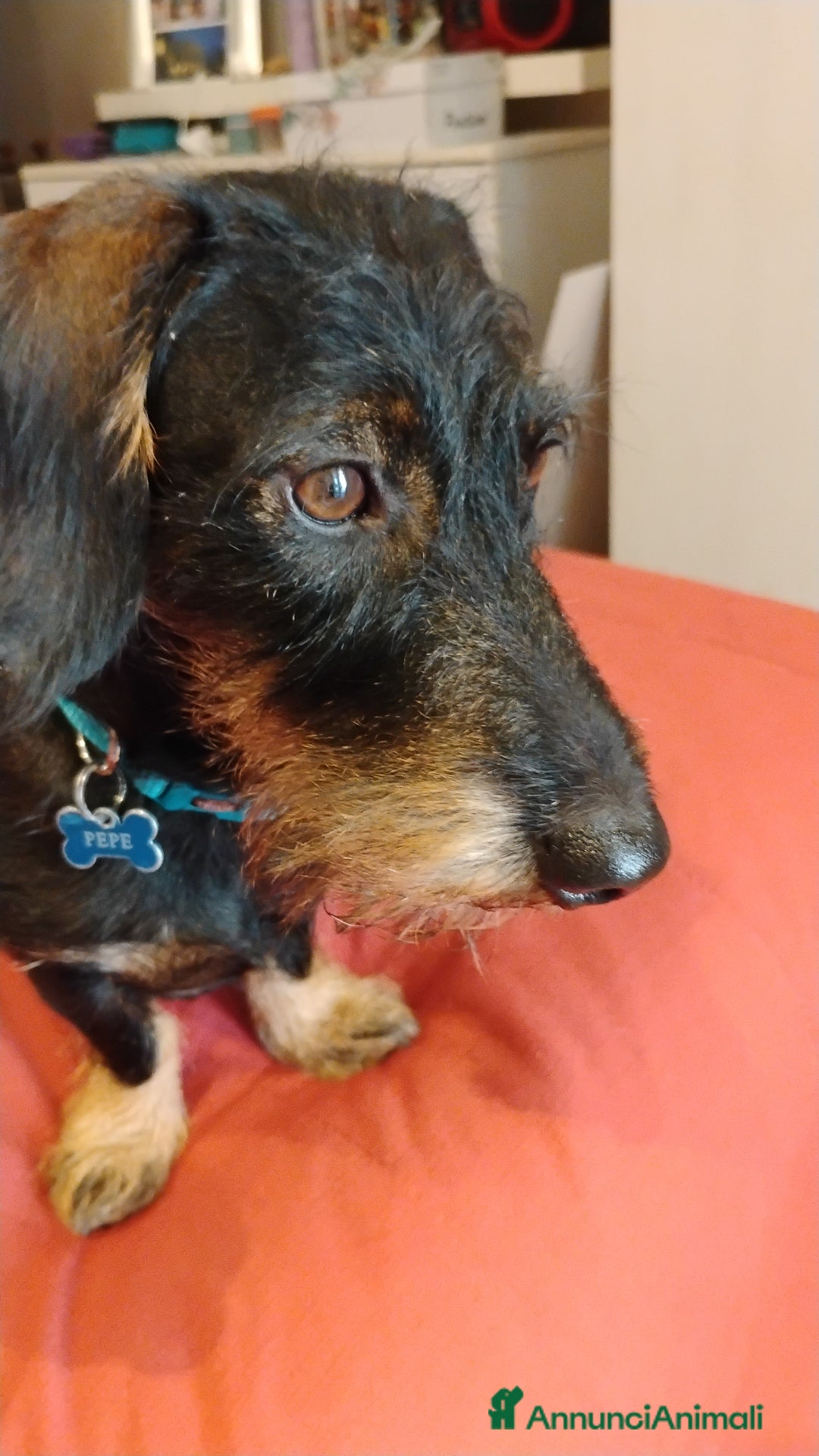 Bassotto cani per accoppiamento: Pepe in cerca di fidanzata - Annuncio 1