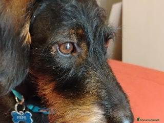 Bassotto cani Pepe in cerca di fidanzata - Annuncio 25