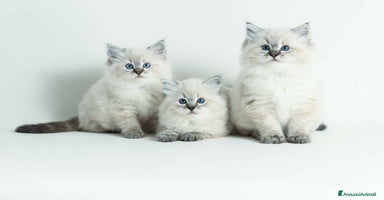 Ragdoll gatti a Metropolitan City of Milan - Annuncio 5