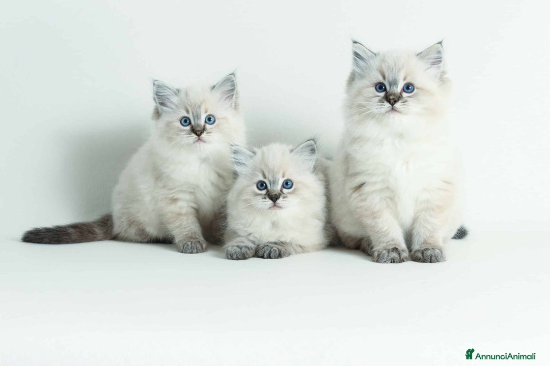 Ragdoll gatti in vendita: Cuccioli di ragdoll a Metropolitan City of Milan - Annuncio 2