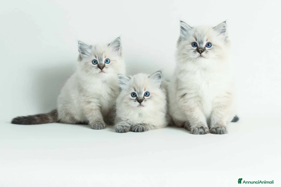 Ragdoll gatti in vendita: Cuccioli di ragdoll a Metropolitan City of Milan - Annuncio 2