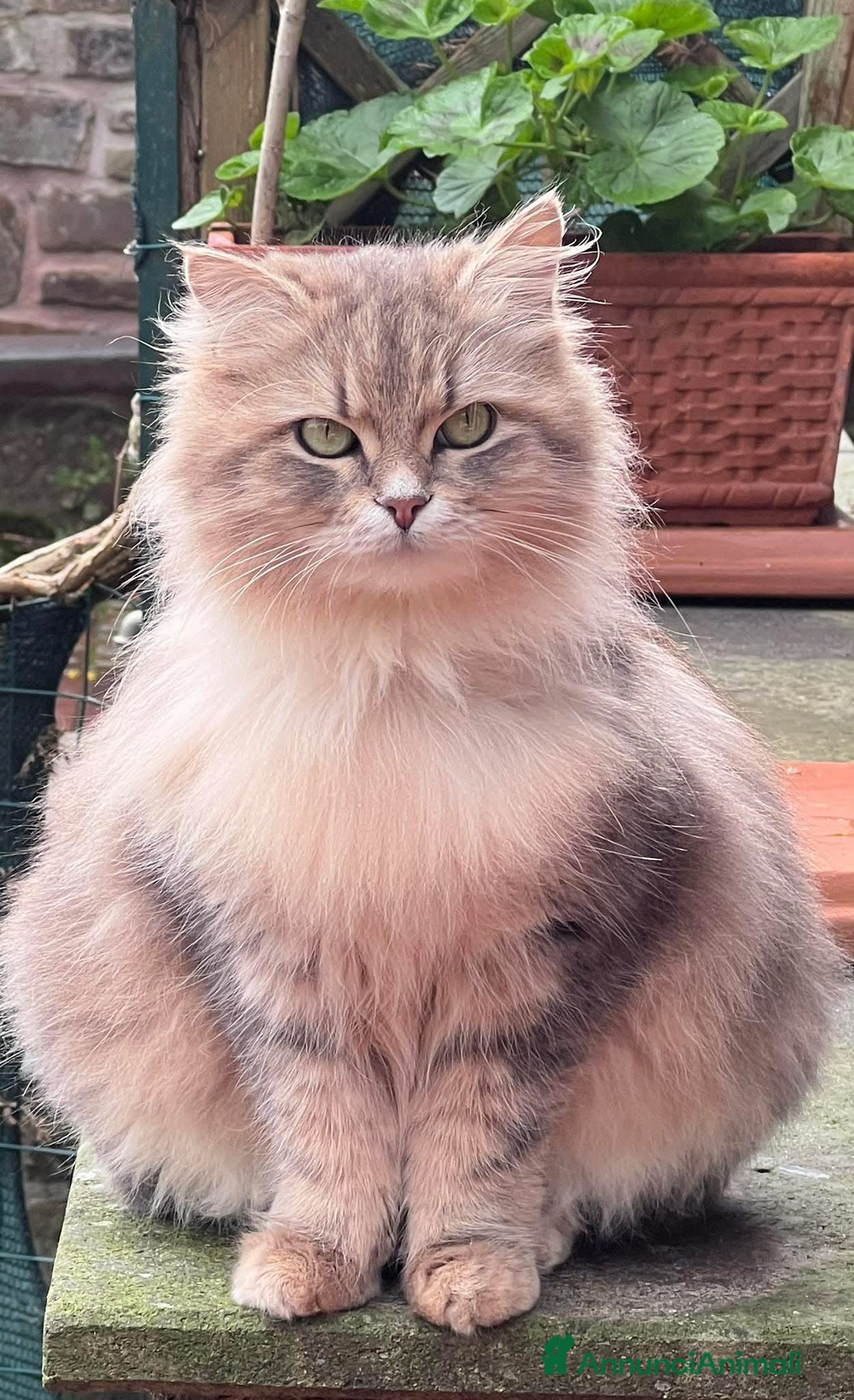 Siberiano gatti Cuccioli di gatto Siberiano - Annuncio 3