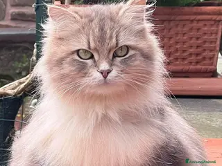 Siberiano gatti Cuccioli di gatto Siberiano - Annuncio 3